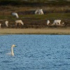 Labuť zpěvná - Cygnus cygnus - Whooper Swan 6904